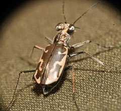 Ellipsoptera sperata