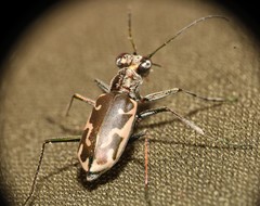 Ellipsoptera sperata