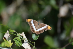 Adelpha fessonia