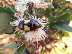 Pedinorrhina trivittata