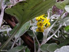 Senecio verbascifolius