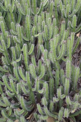 Euphorbia polyacantha
