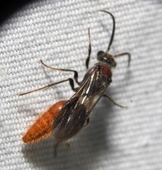 Sphaeropthalma imperialis