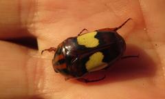 Pedinorrhina trivittata