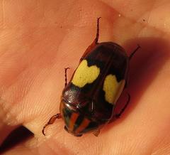 Pedinorrhina trivittata