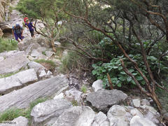 Senecio verbascifolius