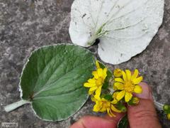 Senecio verbascifolius