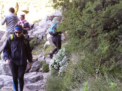 Senecio verbascifolius