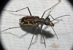Ellipsoptera sperata
