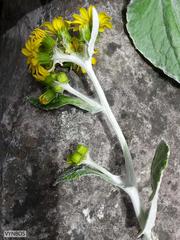 Senecio verbascifolius