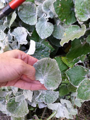 Senecio verbascifolius