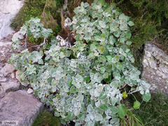 Senecio verbascifolius