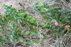 Bauhinia variegata variegata
