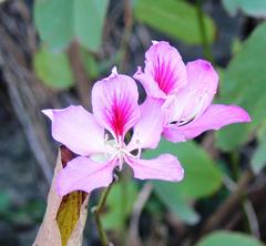 Bauhinia variegata variegata