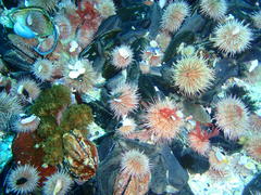 Pentacta doliolum