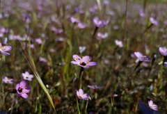 Leptosiphon ambiguus