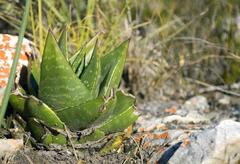 Gasteria nitida