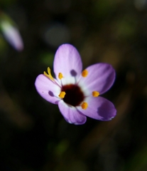 Leptosiphon ambiguus