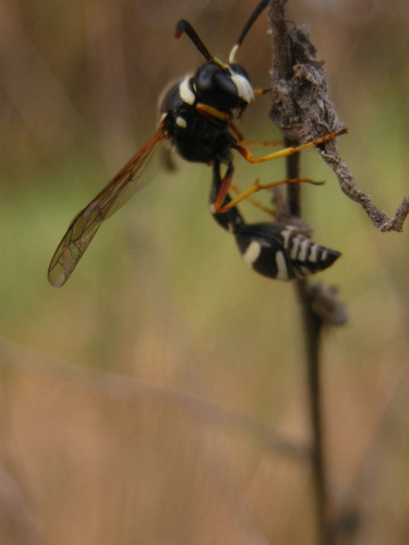 Eumenes sareptanus