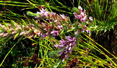 Amphithalea ericifolia ericifolia