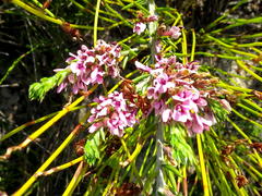 Amphithalea ericifolia ericifolia