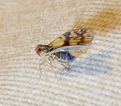 Bothriocera maculata