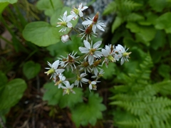 Micranthes nelsoniana