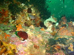 Pachymetopon blochii