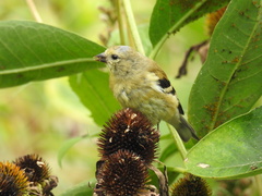 Spinus tristis