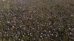 Leptosiphon ambiguus