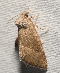 Plagiomimicus spumosum