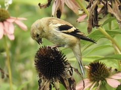 Spinus tristis