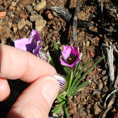 Romulea atrandra atrandra