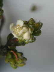 Lachnaea ericoides