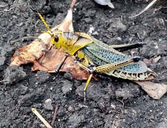 Taeniopoda tamaulipensis