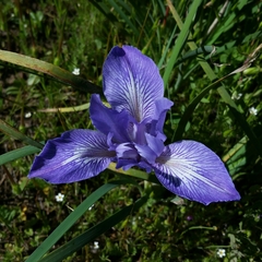 Iris macrosiphon