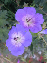 Geranium