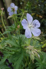 Geranium