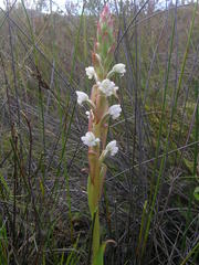 Satyrium acuminatum