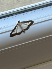Cydalima perspectalis