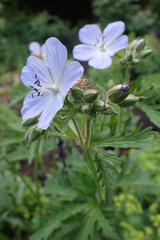 Geranium