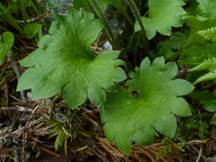 Micranthes nelsoniana