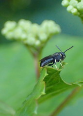 Hylaeus modestus