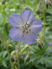 Geranium