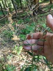 Silene noctiflora