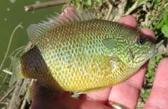 Lepomis aquilensis