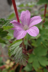 Geranium