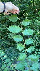 Ulmus americana