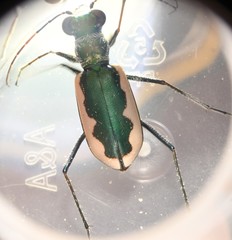 Eunota circumpicta johnsonii