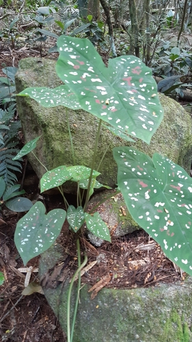 Caladium bicolor image